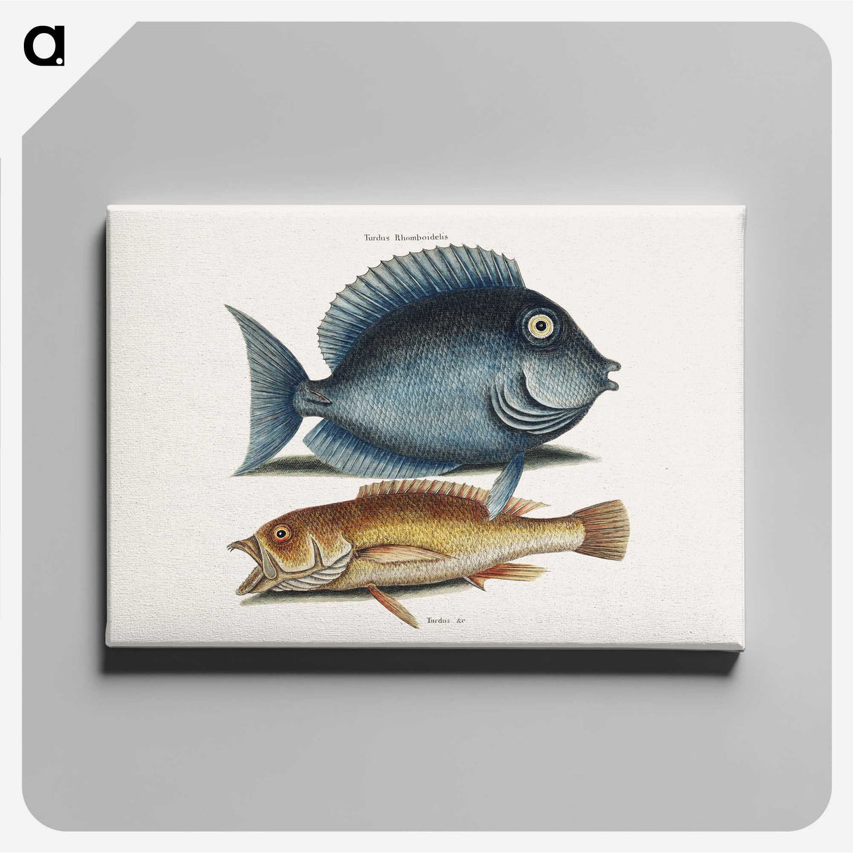1-50_Mark-Catesby_canvas