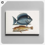 1-50_Mark-Catesby_canvas