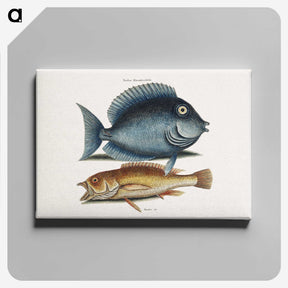 1-50_Mark-Catesby_canvas