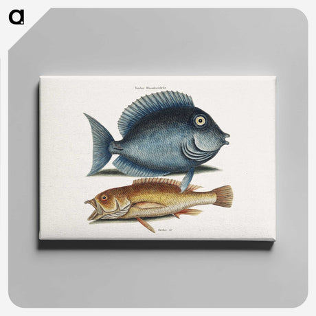 1-50_Mark-Catesby_canvas