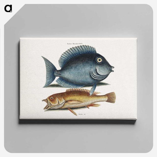 1-50_Mark-Catesby_canvas