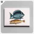 アートパネル-Tang and Yellow Fish
 - マーク ケイツビー Canvas.