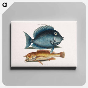 アートパネル-Tang and Yellow Fish
 - マーク ケイツビー Canvas.