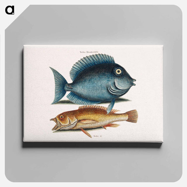 アートパネル-Tang and Yellow Fish
 - マーク ケイツビー Canvas.