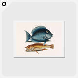アートポストカード-Tang and Yellow Fish
 - マーク ケイツビー Postcard.