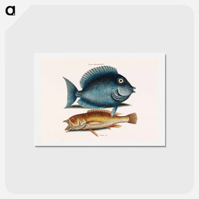 アートポストカード-Tang and Yellow Fish
 - マーク ケイツビー Postcard.