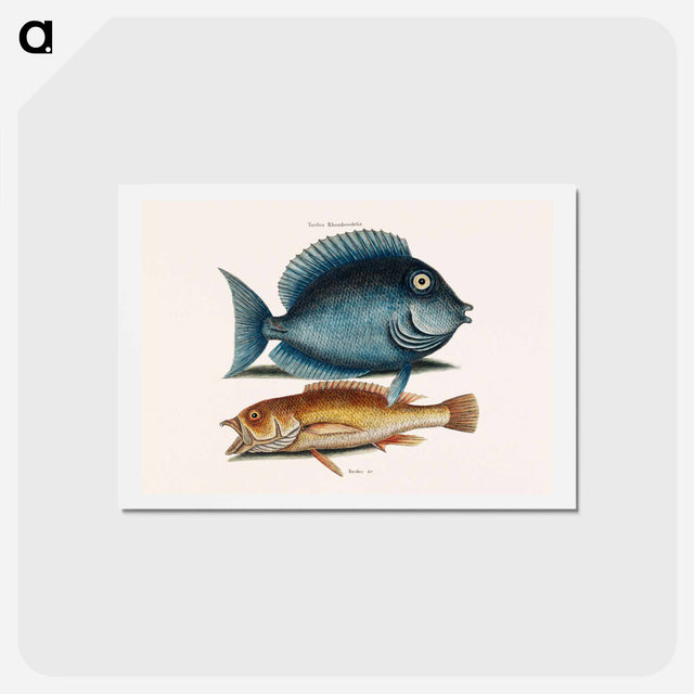 アートポストカード-Tang and Yellow Fish
 - マーク ケイツビー Postcard.