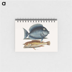 1-50_Mark-Catesby_memo