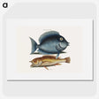 1-50_Mark-Catesby_picture