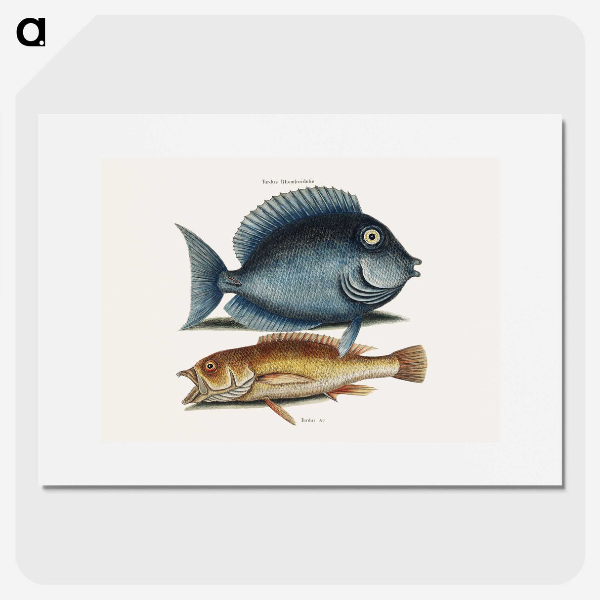 1-50_Mark-Catesby_picture