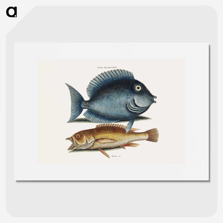 1-50_Mark-Catesby_picture