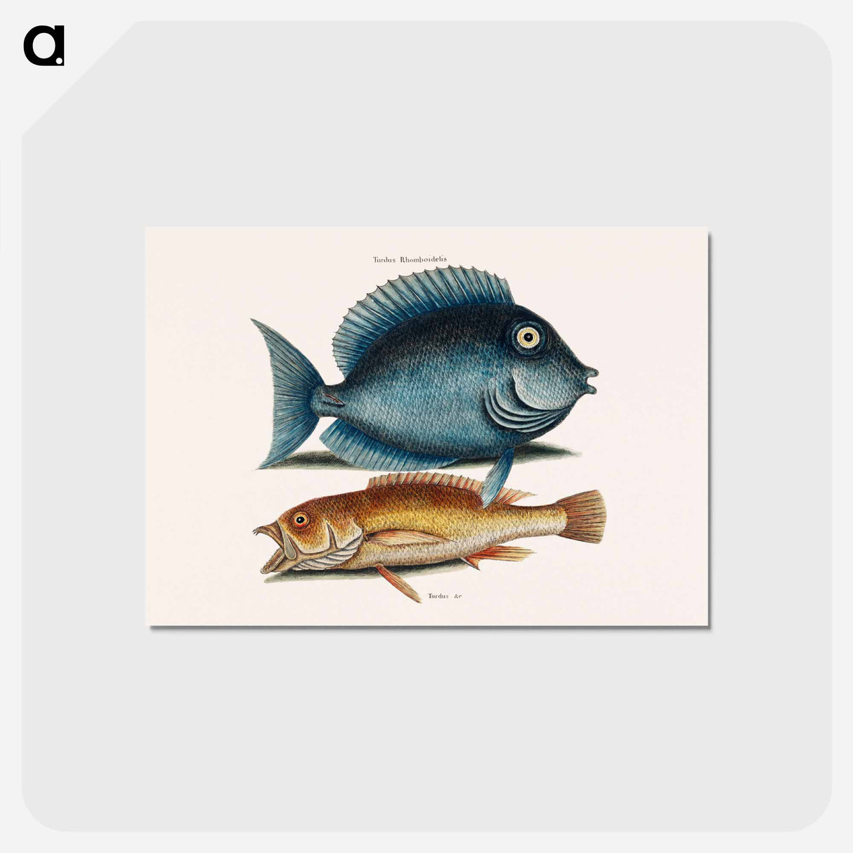 アートポストカード-Tang and Yellow Fish
 - マーク ケイツビー Postcard.