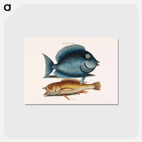 アートポストカード-Tang and Yellow Fish
 - マーク ケイツビー Postcard.