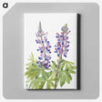 1-50_Mary-Vaux-Walcott_canvas