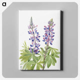 1-50_Mary-Vaux-Walcott_canvas