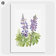 1-50_Mary-Vaux-Walcott_picture