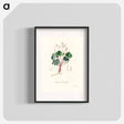 アートポスター-Oxalis acetosella
 - 薬用植物学 Poster.