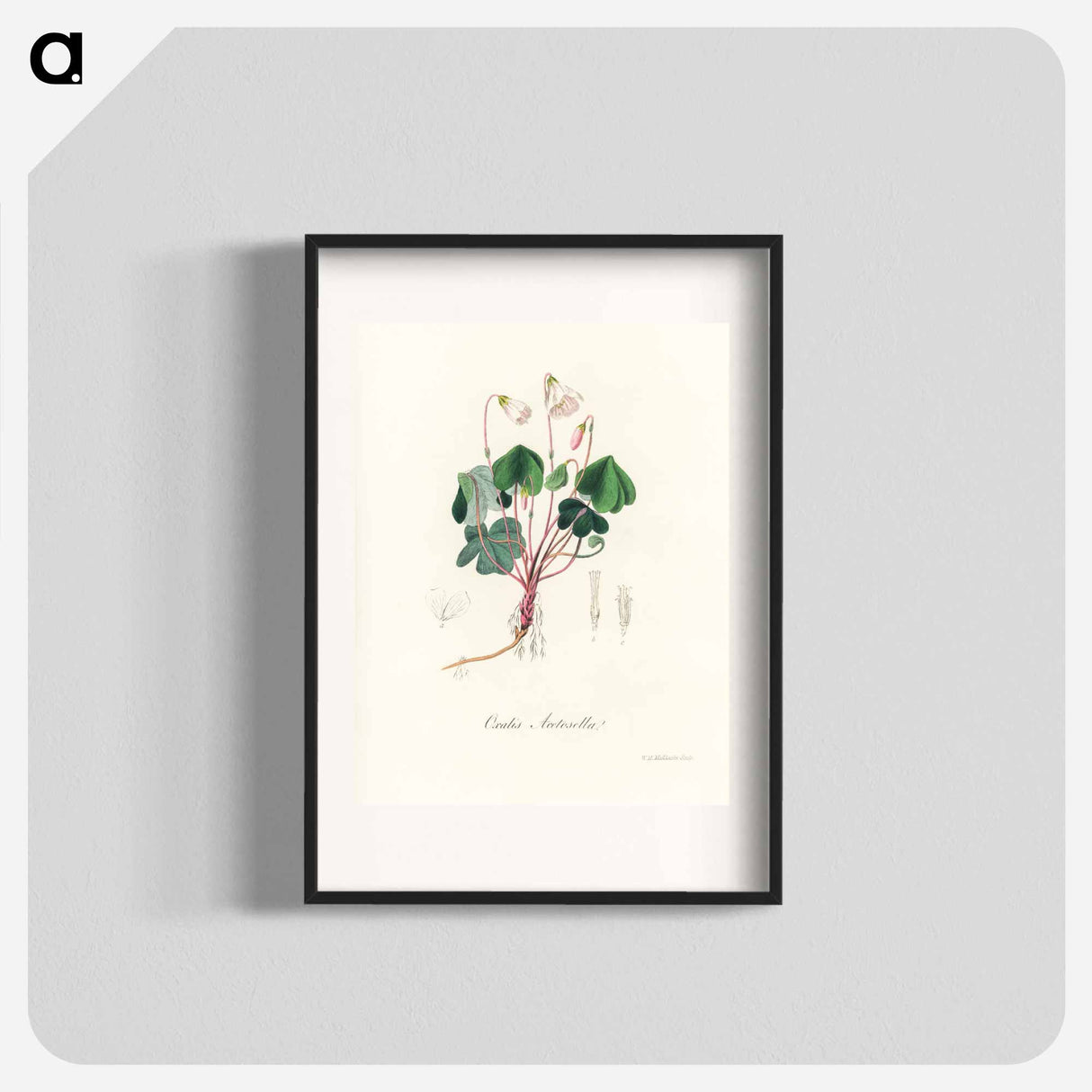 アートポスター-Oxalis acetosella
 - 薬用植物学 Poster.