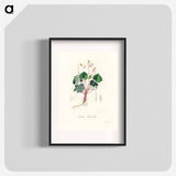 アートポスター-Oxalis acetosella
 - 薬用植物学 Poster.