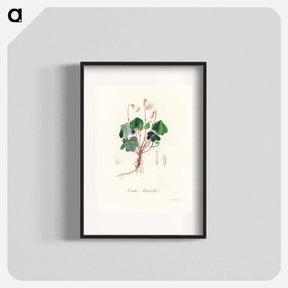 アートポスター-Oxalis acetosella
 - 薬用植物学 Poster.