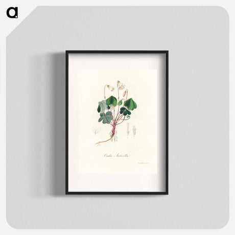 アートポスター-Oxalis acetosella
 - 薬用植物学 Poster.