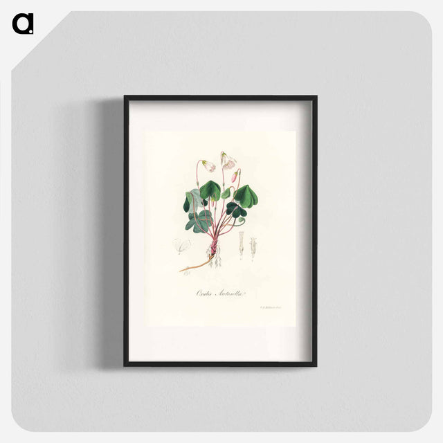 アートポスター-Oxalis acetosella
 - 薬用植物学 Poster.