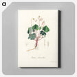 アートパネル-Oxalis acetosella
 - 薬用植物学 Canvas.