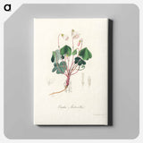 アートパネル-Oxalis acetosella
 - 薬用植物学 Canvas.