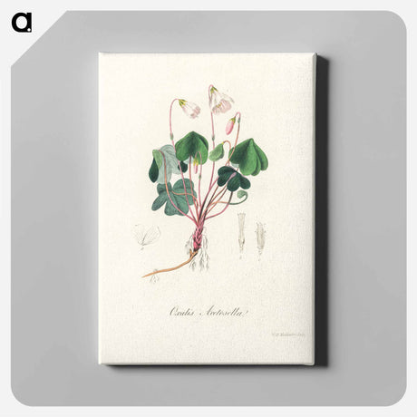 アートパネル-Oxalis acetosella
 - 薬用植物学 Canvas.