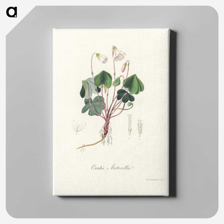 1-50_Medical-Botany_canvas