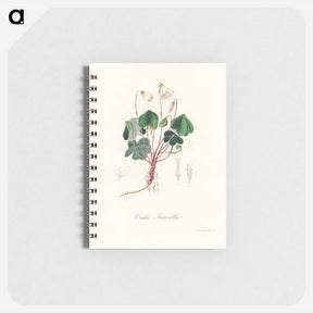アートメモ帳-Oxalis acetosella
 - 薬用植物学 Memo.