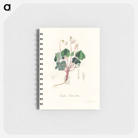 アートメモ帳-Oxalis acetosella
 - 薬用植物学 Memo.