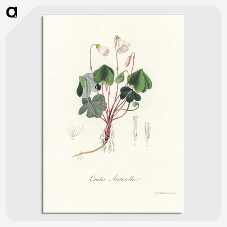1-50_Medical-Botany_picture-crop