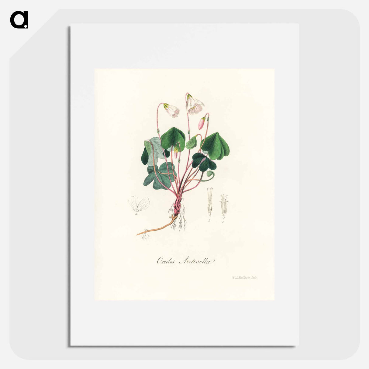 アートポスター-Oxalis acetosella
 - 薬用植物学 Poster.