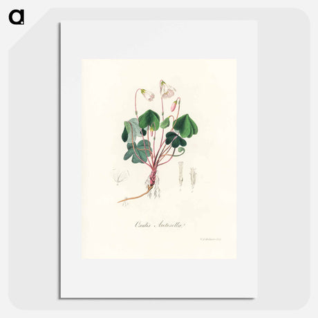 アートポスター-Oxalis acetosella
 - 薬用植物学 Poster.