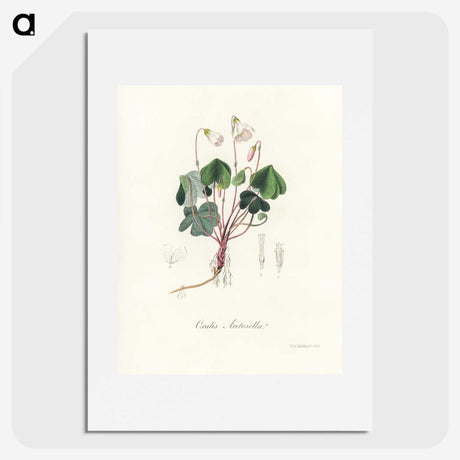 1-50_Medical-Botany_picture