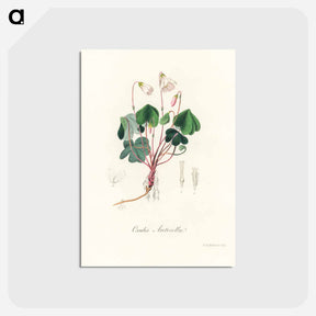 アートポストカード-Oxalis acetosella
 - 薬用植物学 Postcard.