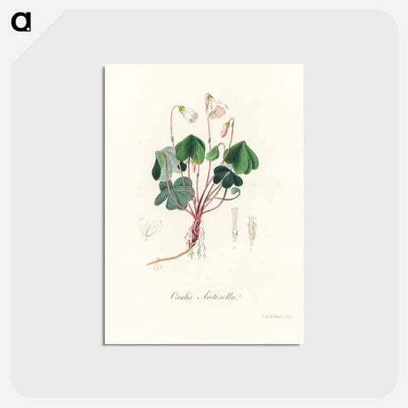 アートポストカード-Oxalis acetosella
 - 薬用植物学 Postcard.