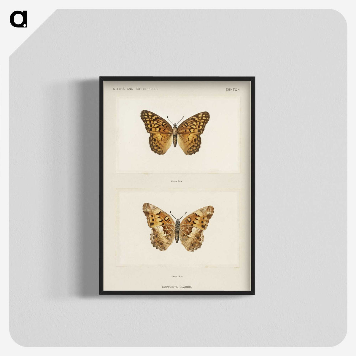 1-50_Moths-and-Butterflies-of-the-United-States_blk-crop