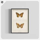 1-50_Moths-and-Butterflies-of-the-United-States_blk-crop