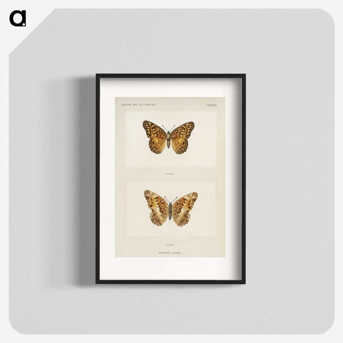 1-50_Moths-and-Butterflies-of-the-United-States_blk