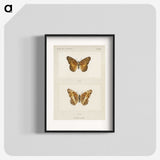 1-50_Moths-and-Butterflies-of-the-United-States_blk