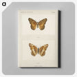 1-50_Moths-and-Butterflies-of-the-United-States_canvas