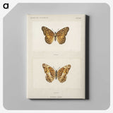 1-50_Moths-and-Butterflies-of-the-United-States_canvas