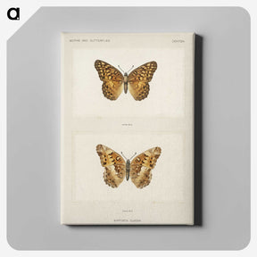 1-50_Moths-and-Butterflies-of-the-United-States_canvas