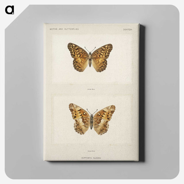 1-50_Moths-and-Butterflies-of-the-United-States_canvas