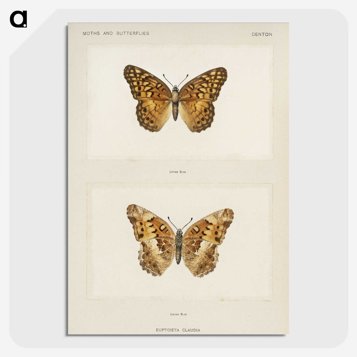 1-50_Moths-and-Butterflies-of-the-United-States_picture-crop