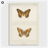 1-50_Moths-and-Butterflies-of-the-United-States_picture-crop