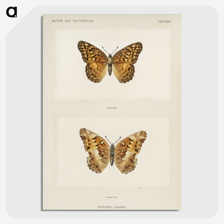1-50_Moths-and-Butterflies-of-the-United-States_picture-crop