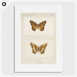 1-50_Moths-and-Butterflies-of-the-United-States_picture
